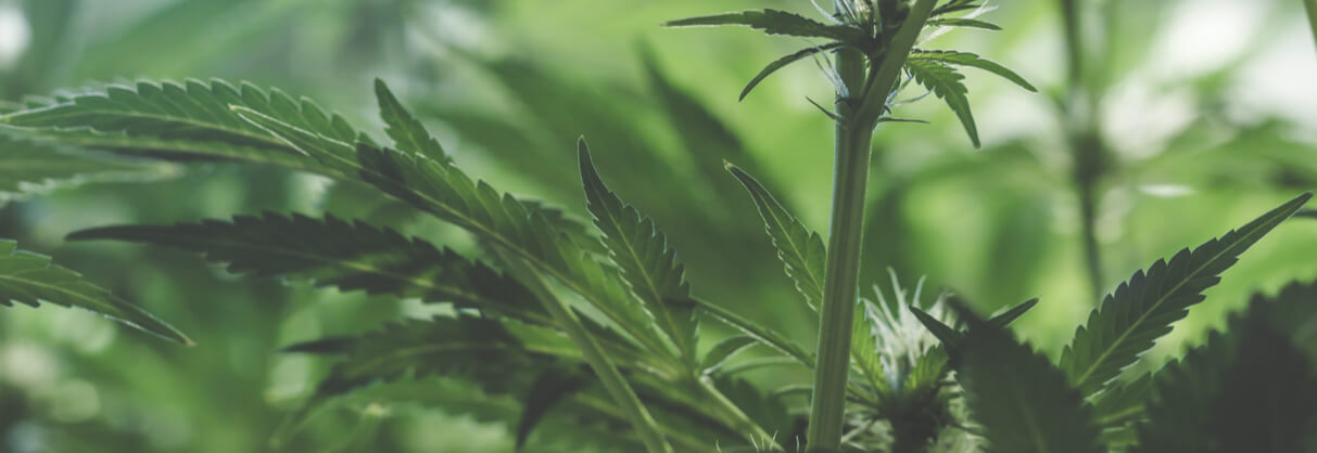 Medical-cannabis_Header