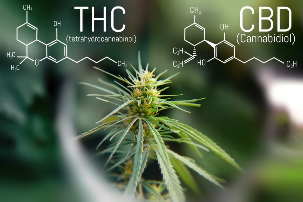 THC-CBD-1024x683-1