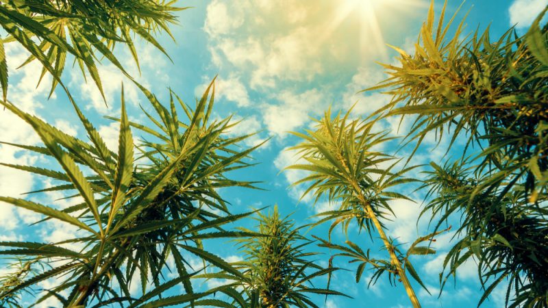 shutterstock_1152094784-800x450